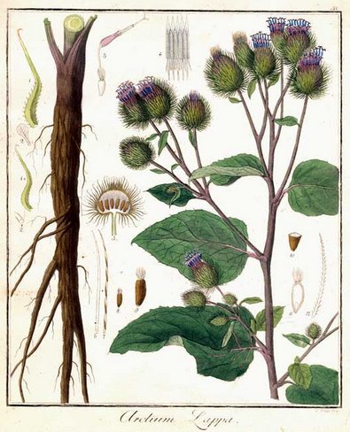 Bardana (Arctium luppa )